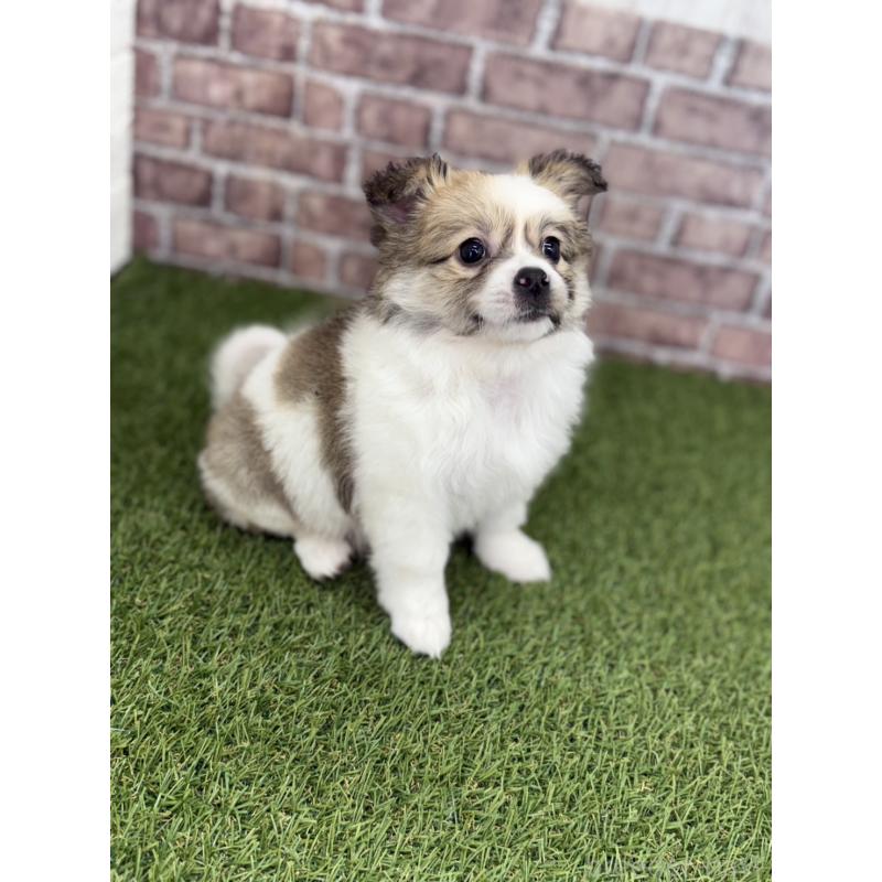 販売中の三重県のポメチワ:ポメラニアン×チワワ-432155の5枚目