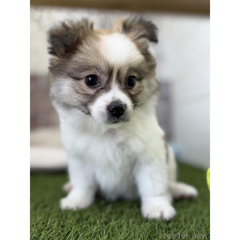 販売中の三重県のポメチワ:ポメラニアン×チワワ-432155の4枚目