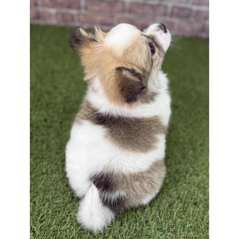 販売中の三重県のポメチワ:ポメラニアン×チワワ-432155の3枚目