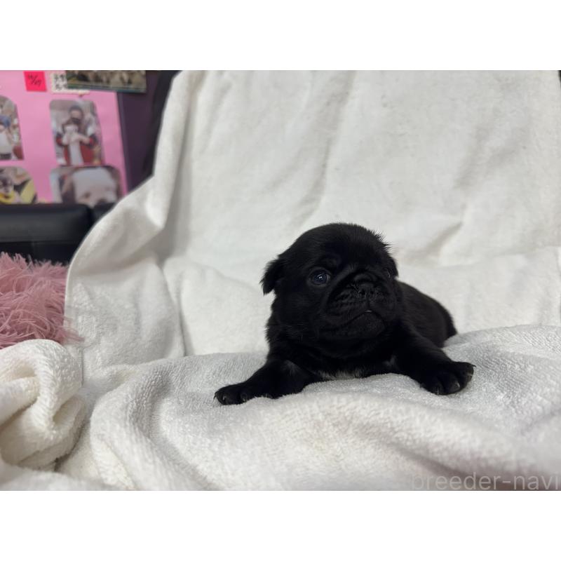 販売中の岐阜県のパグ-432154の9枚目