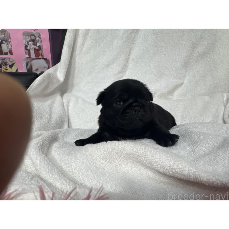 販売中の岐阜県のパグ-432154の8枚目