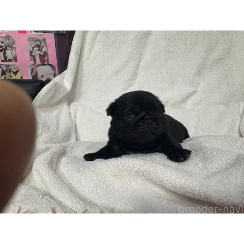 販売中の岐阜県のパグ-432154の7枚目