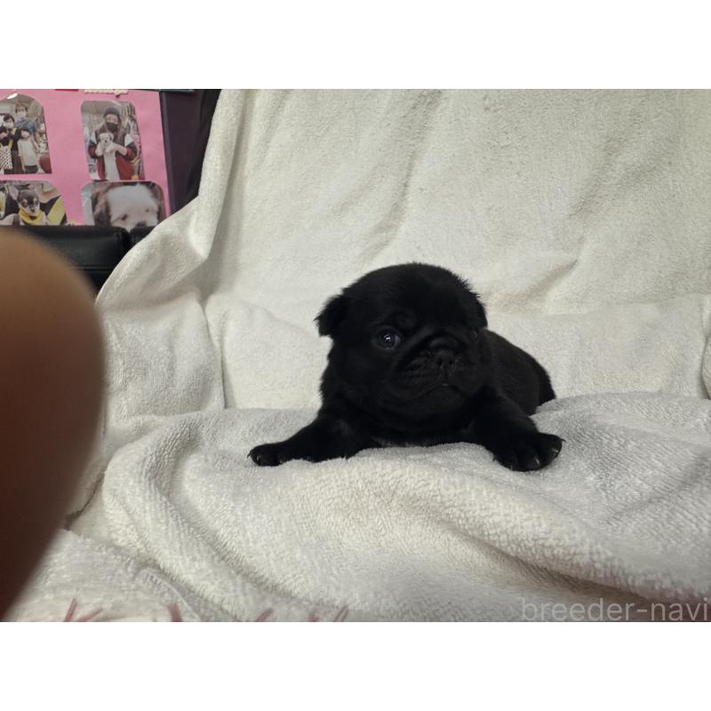 販売中の岐阜県のパグ-432154の6枚目