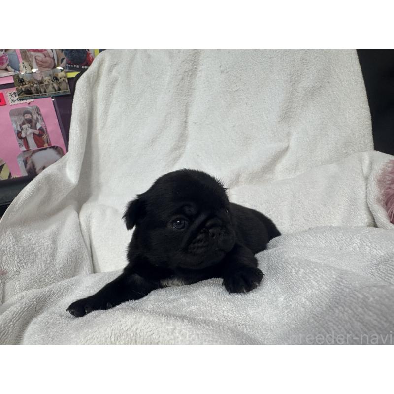 販売中の岐阜県のパグ-432154の5枚目
