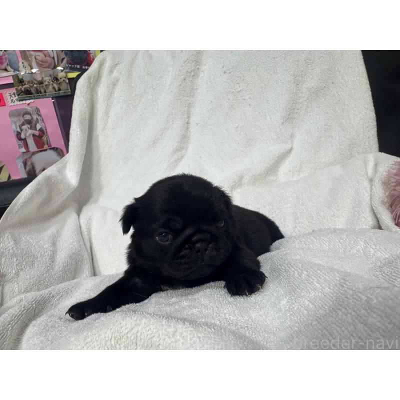 販売中の岐阜県のパグ-432154の4枚目