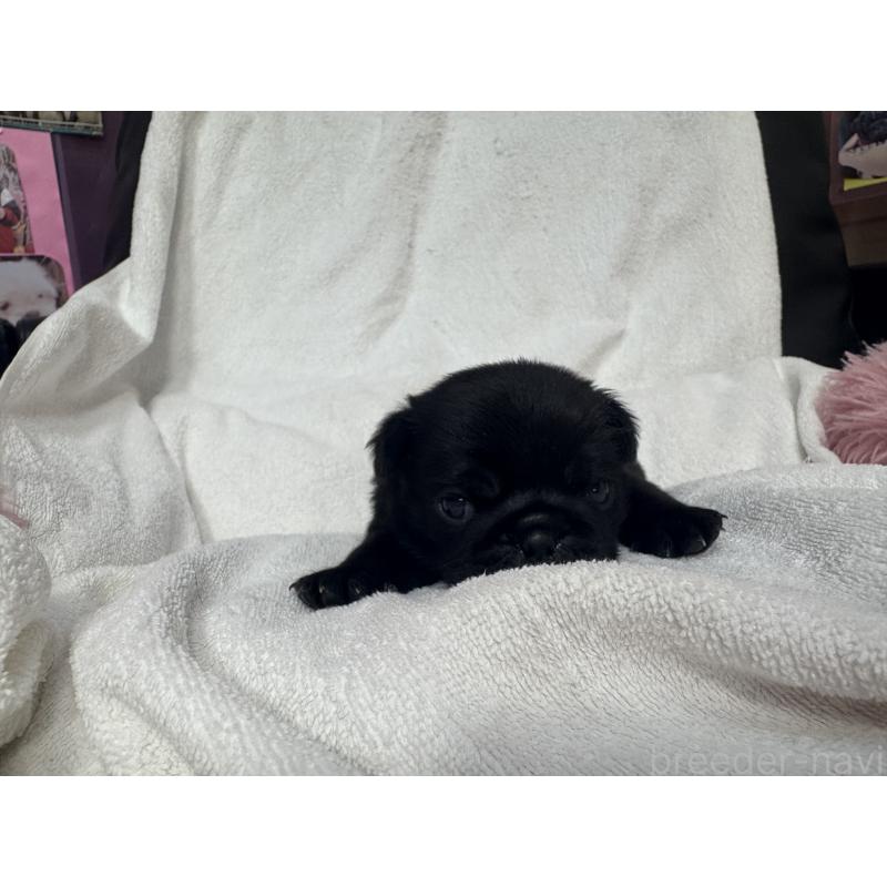 販売中の岐阜県のパグ-432154の3枚目