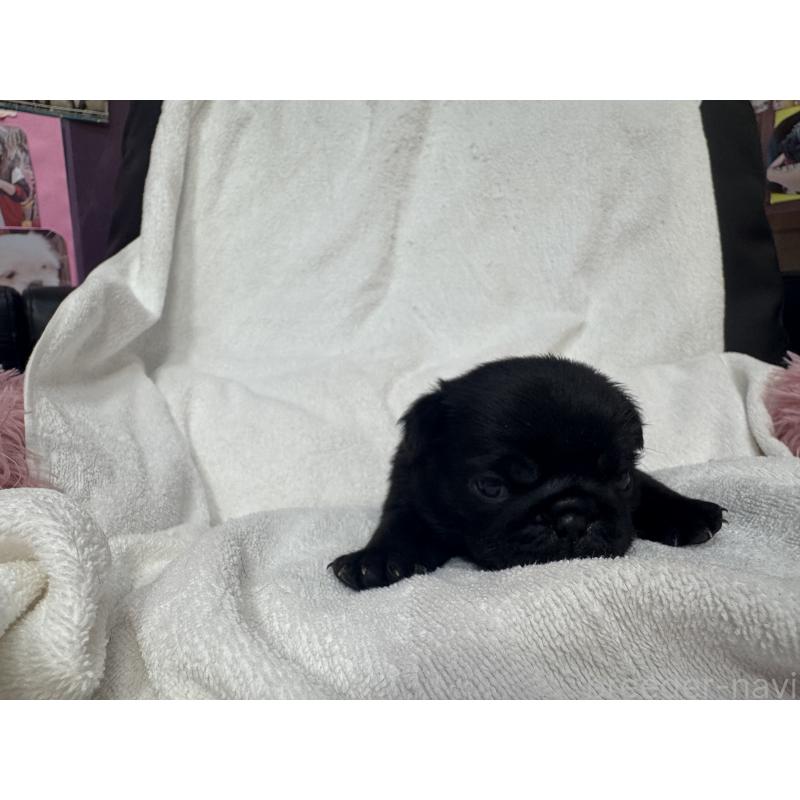 販売中の岐阜県のパグ-432154の2枚目