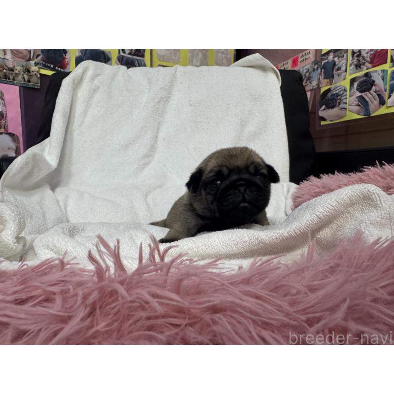 販売中の岐阜県のパグ-432156の6枚目