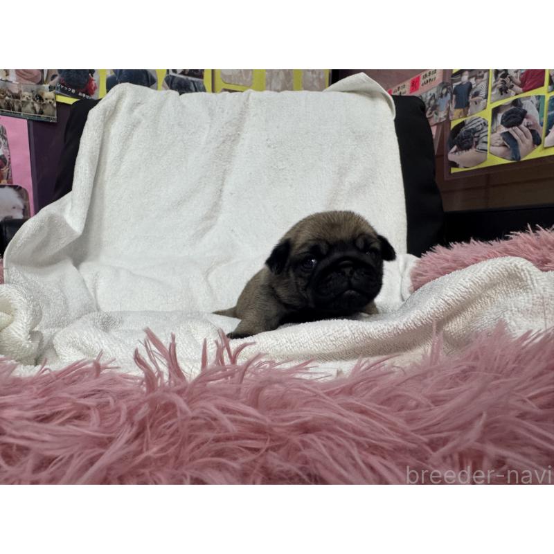 販売中の岐阜県のパグ-432156の5枚目