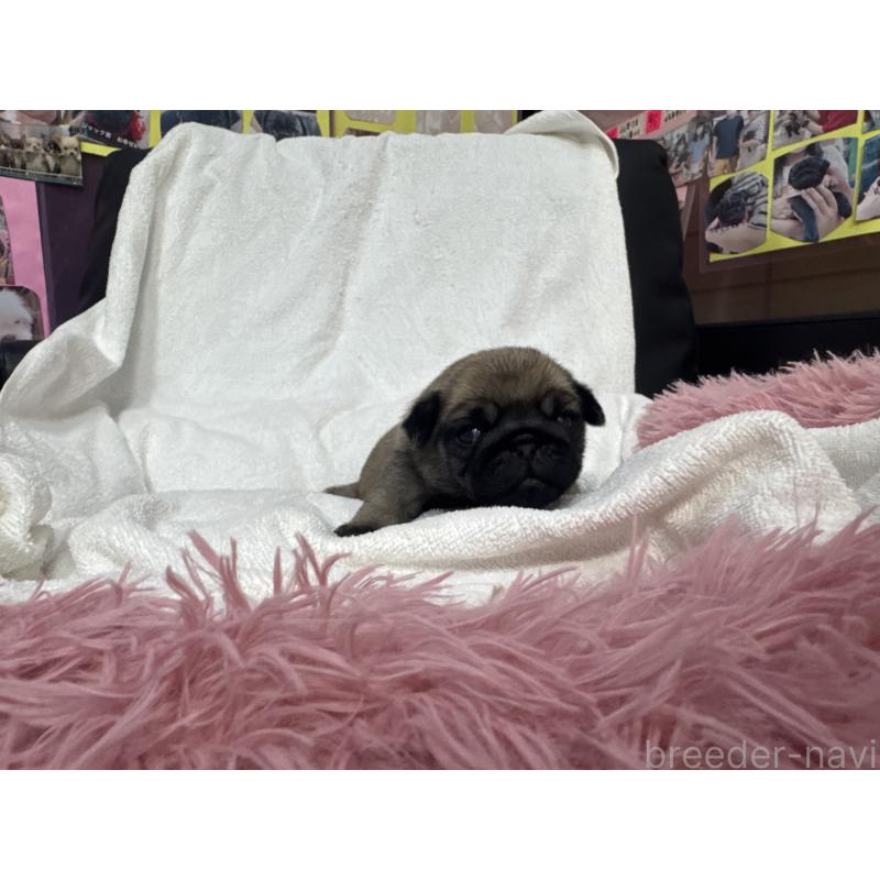 販売中の岐阜県のパグ-432156の4枚目