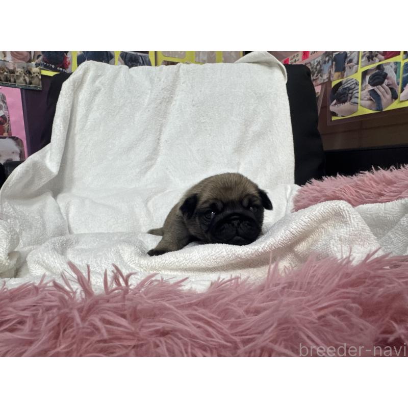 販売中の岐阜県のパグ-432156の3枚目