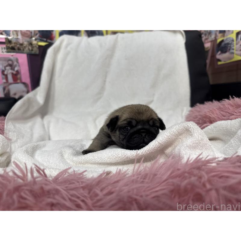 販売中の岐阜県のパグ-432156の2枚目