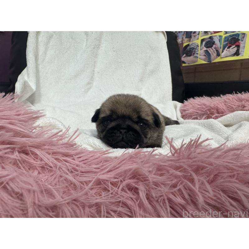 販売中の岐阜県のパグ-432157の7枚目