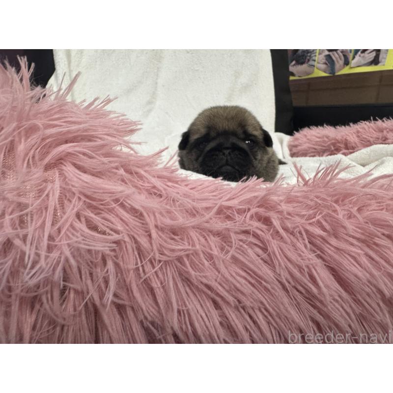 販売中の岐阜県のパグ-432157の6枚目