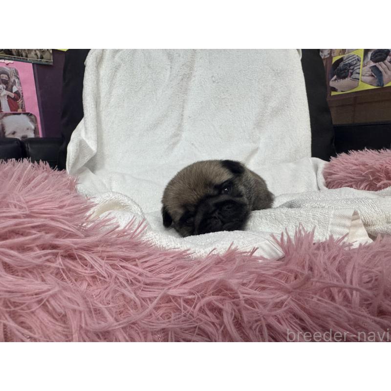 販売中の岐阜県のパグ-432157の5枚目