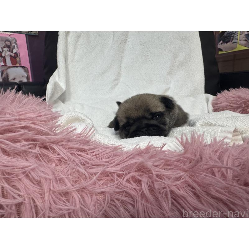 販売中の岐阜県のパグ-432157の4枚目