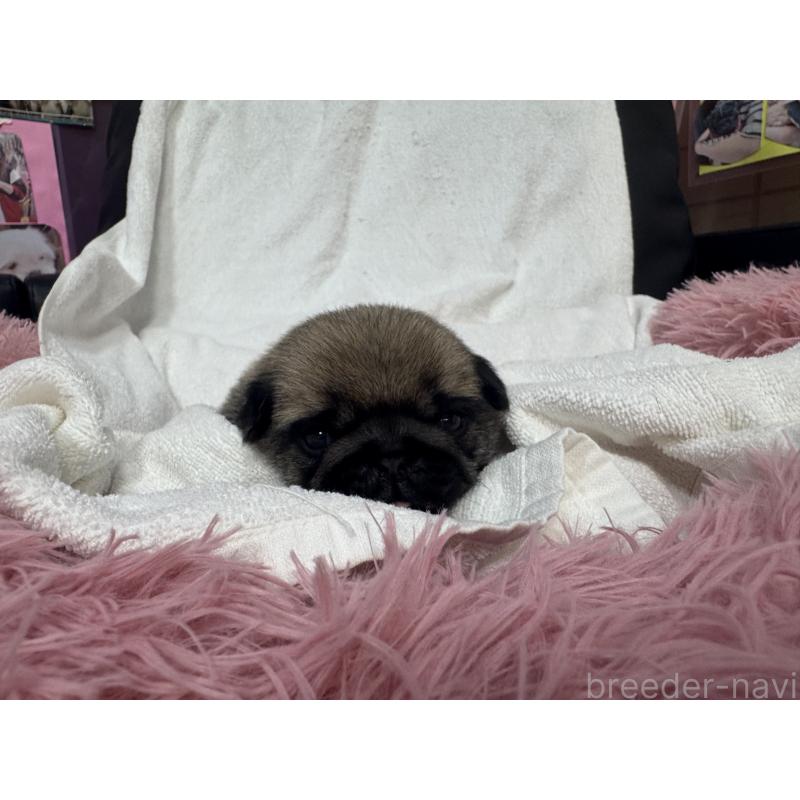 販売中の岐阜県のパグ-432157の3枚目