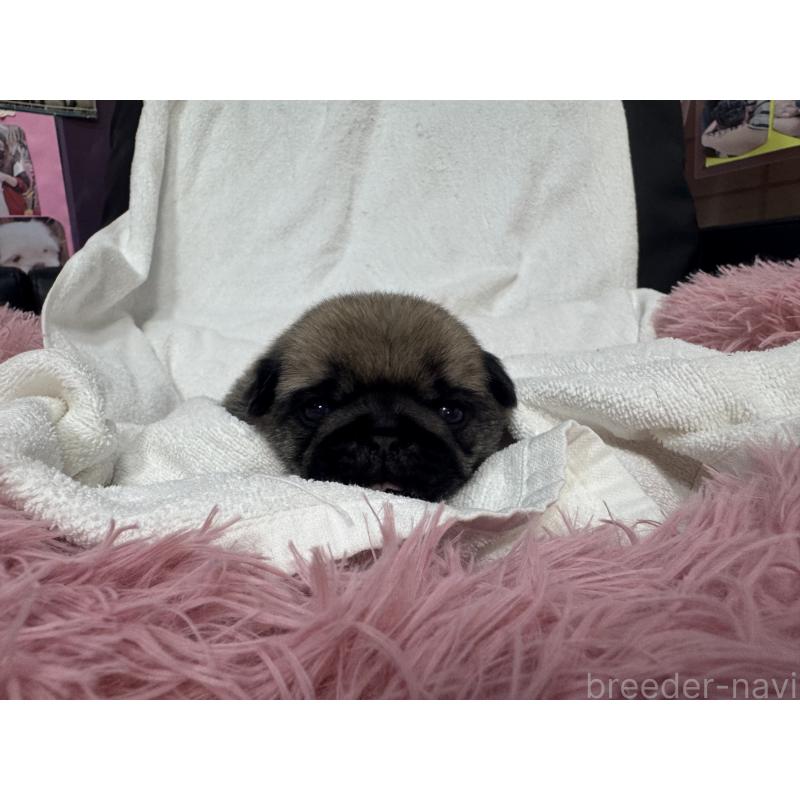 販売中の岐阜県のパグ-432157の2枚目