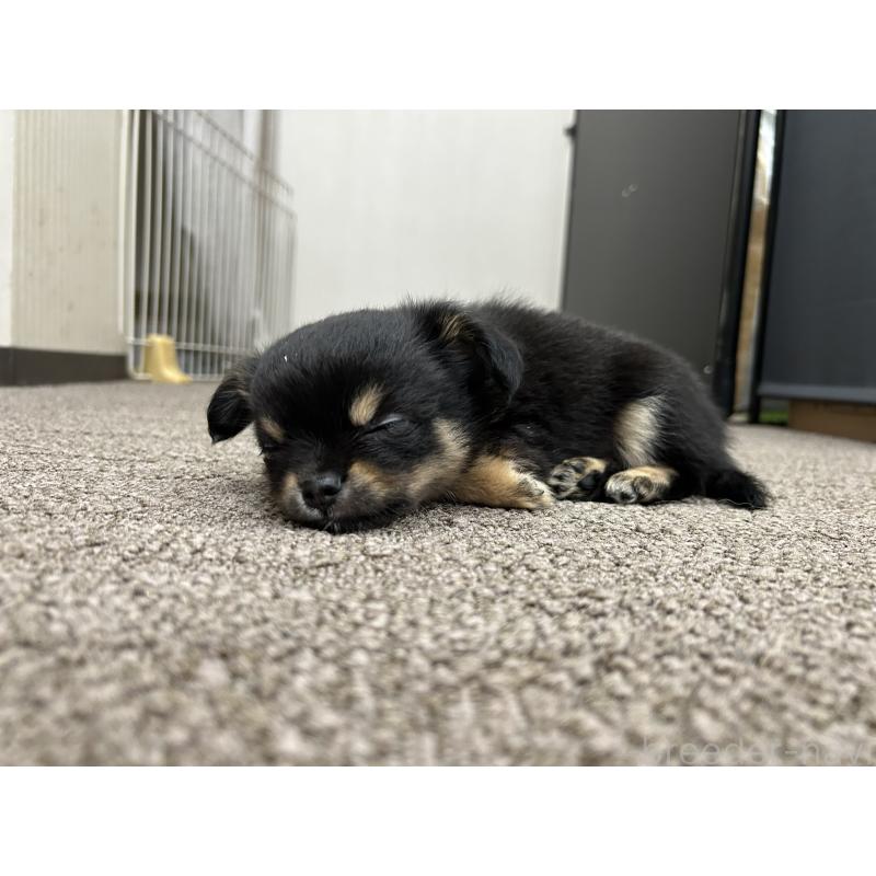 販売中の愛知県のチワワ(ロングコート)-432150の4枚目