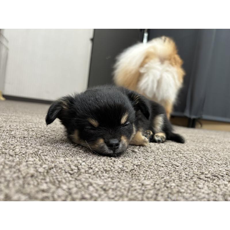 販売中の愛知県のチワワ(ロングコート)-432150の3枚目