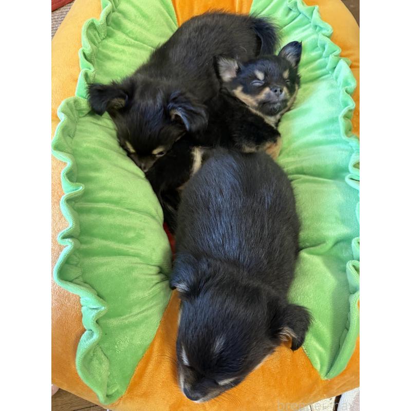 販売中の愛知県のチワワ(ロングコート)-432150の2枚目