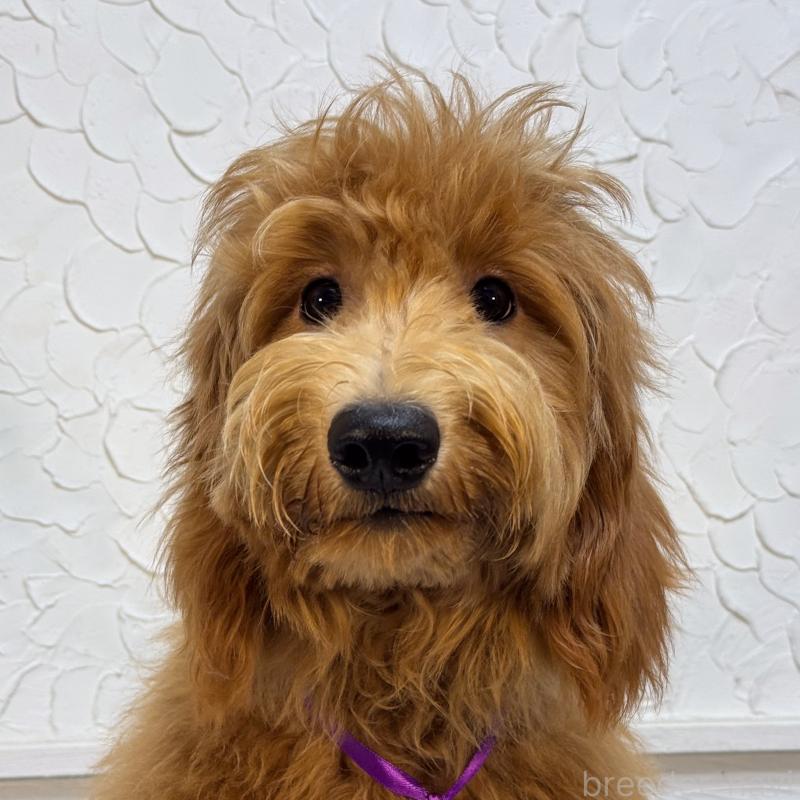 販売中の茨城県のゴールデンドゥードル:ゴールデンレトリーバー×プードル-432158の4枚目