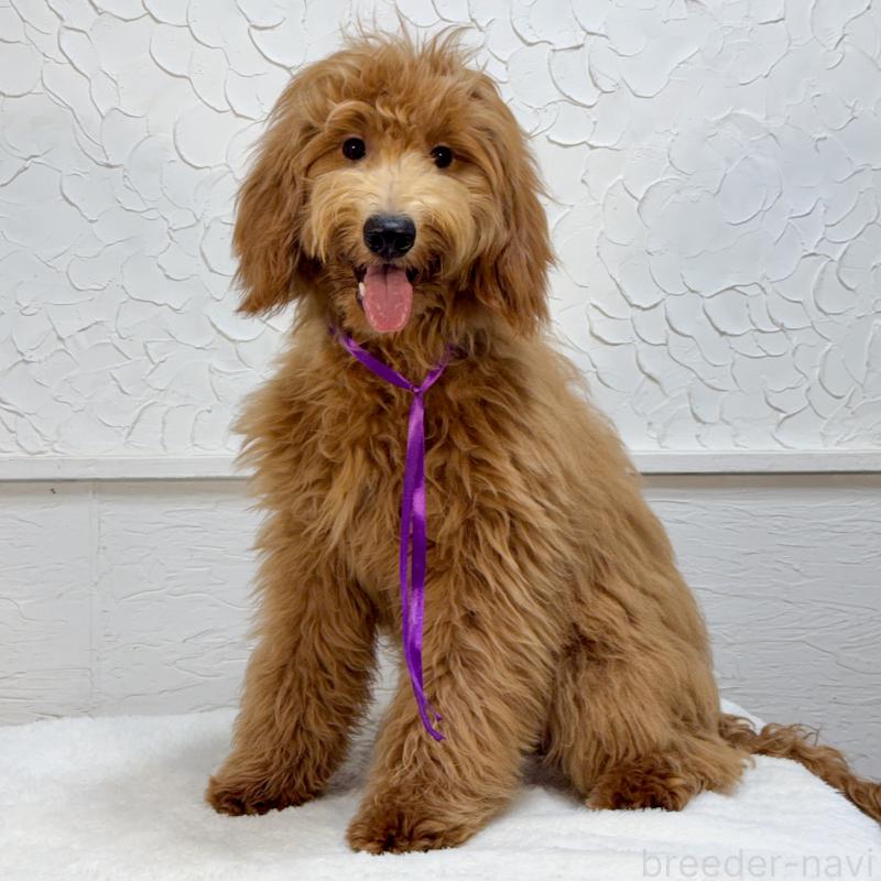 販売中の茨城県のゴールデンドゥードル:ゴールデンレトリーバー×プードル-432158の3枚目