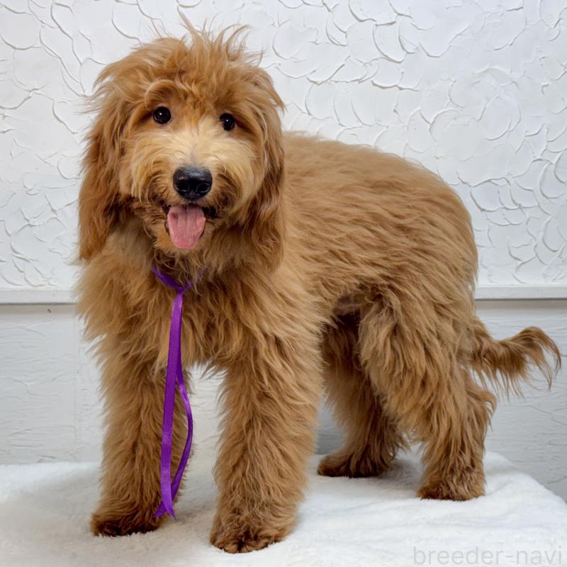 販売中の茨城県のゴールデンドゥードル:ゴールデンレトリーバー×プードル-432158の2枚目