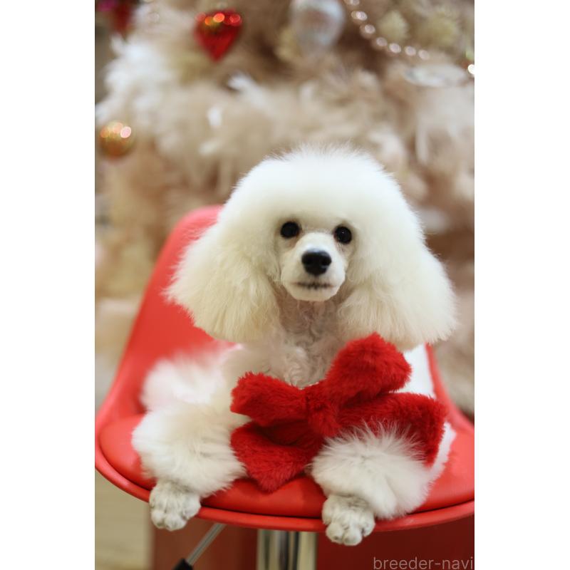 成約済の福井県のトイプードル-430385の3枚目