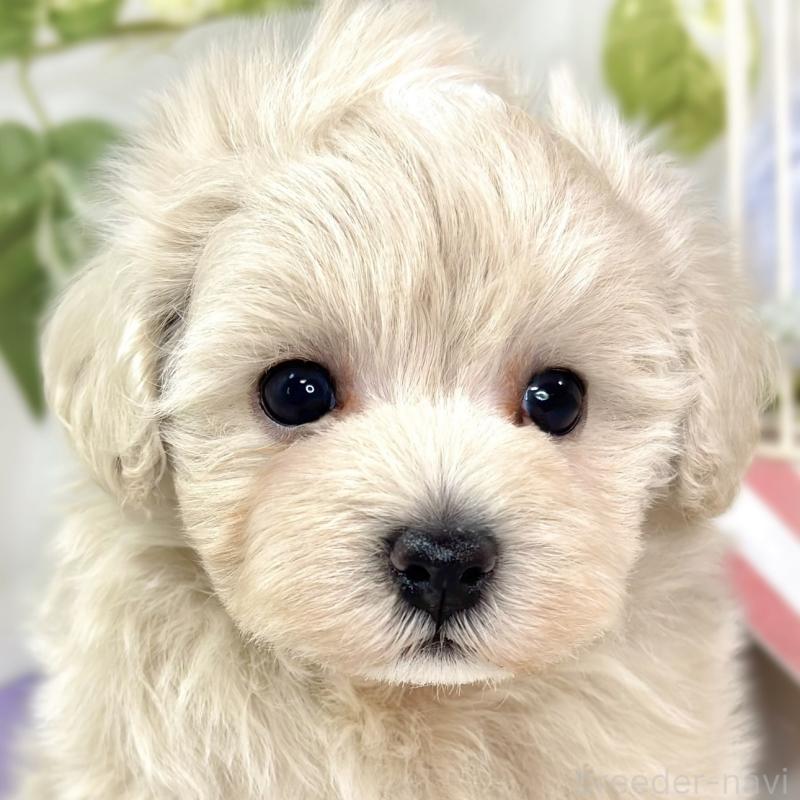 販売中の滋賀県のマルプー:マルチーズ×トイプードル-432159の1枚目