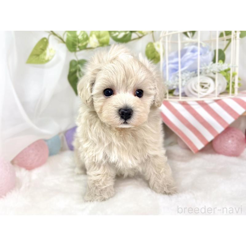 販売中の滋賀県のマルプー:マルチーズ×トイプードル-432159の4枚目
