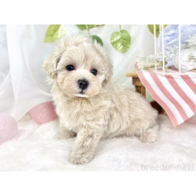 販売中の滋賀県のマルプー:マルチーズ×トイプードル-432159の2枚目