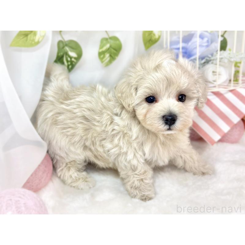 販売中の滋賀県のマルプー:マルチーズ×トイプードル-432159の3枚目