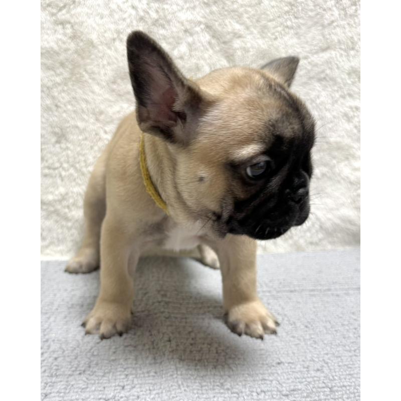 成約済の東京都のフレンチブルドッグ-429903の6枚目