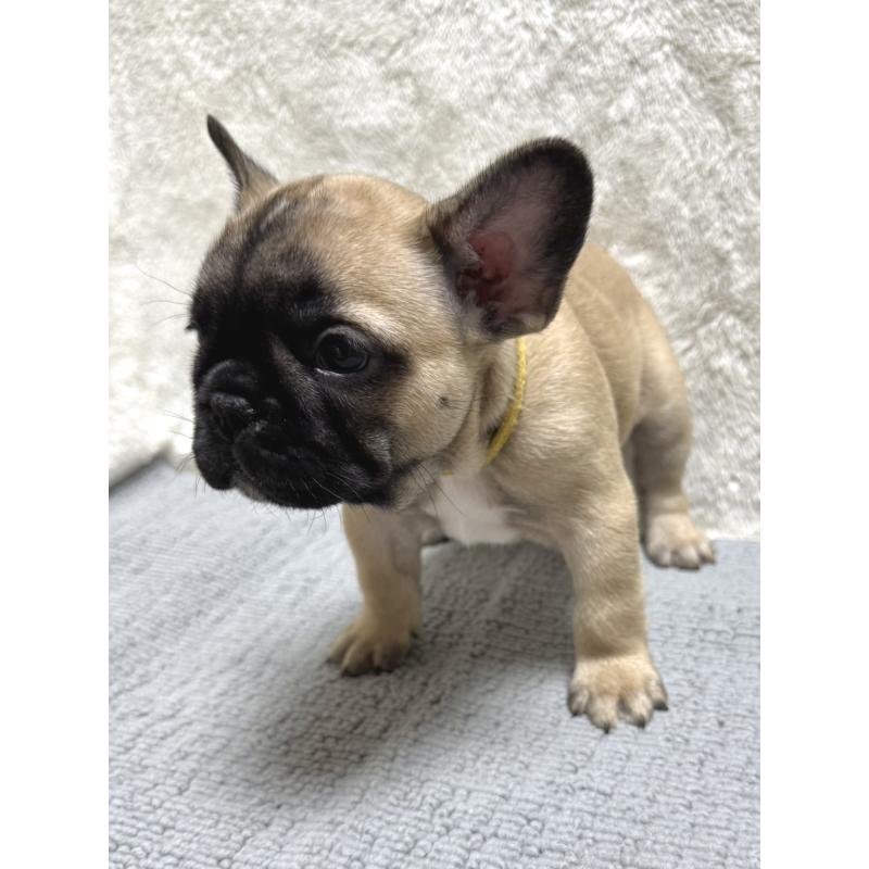 成約済の東京都のフレンチブルドッグ-429903の5枚目