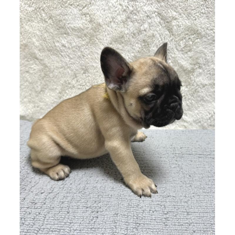 成約済の東京都のフレンチブルドッグ-429903の4枚目