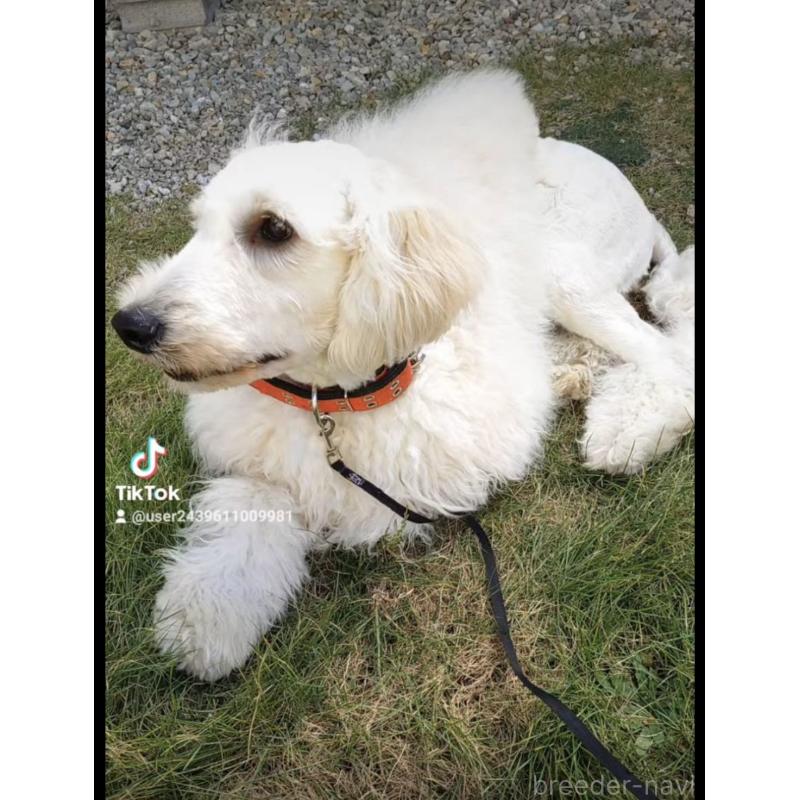 販売中の兵庫県のゴールデンドゥードル:ゴールデンレトリーバー×プードル-432160の1枚目