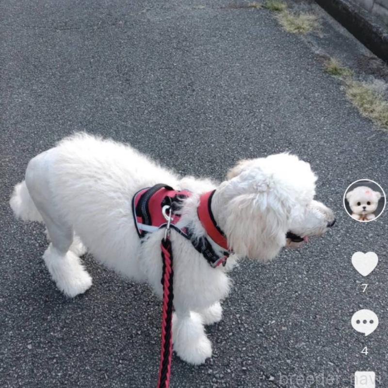 販売中の兵庫県のゴールデンドゥードル:ゴールデンレトリーバー×プードル-432160の5枚目