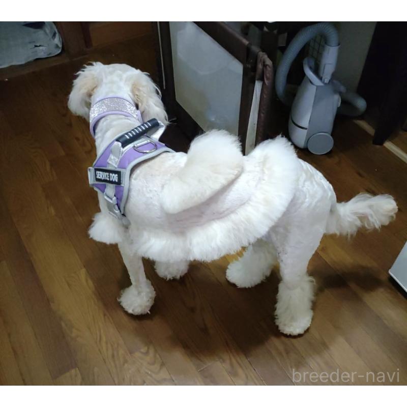 販売中の兵庫県のゴールデンドゥードル:ゴールデンレトリーバー×プードル-432160の4枚目