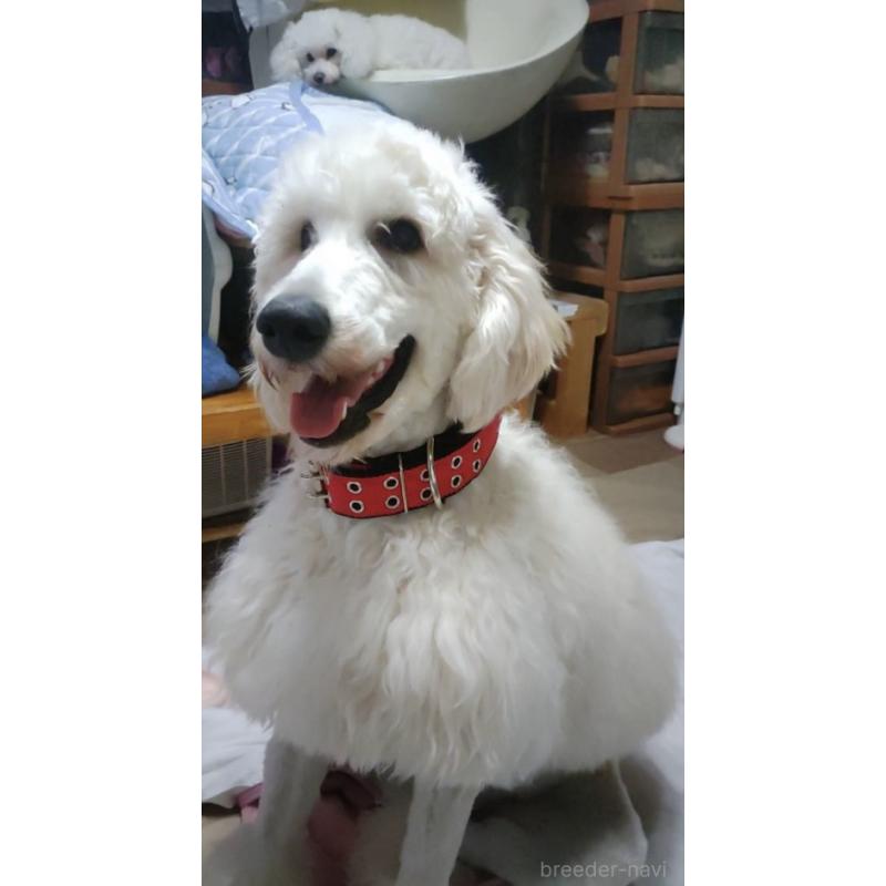 販売中の兵庫県のゴールデンドゥードル:ゴールデンレトリーバー×プードル-432160の3枚目