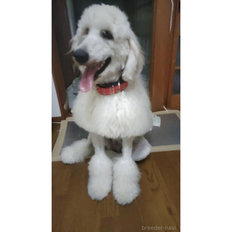 販売中の兵庫県のゴールデンドゥードル:ゴールデンレトリーバー×プードル-432160の2枚目