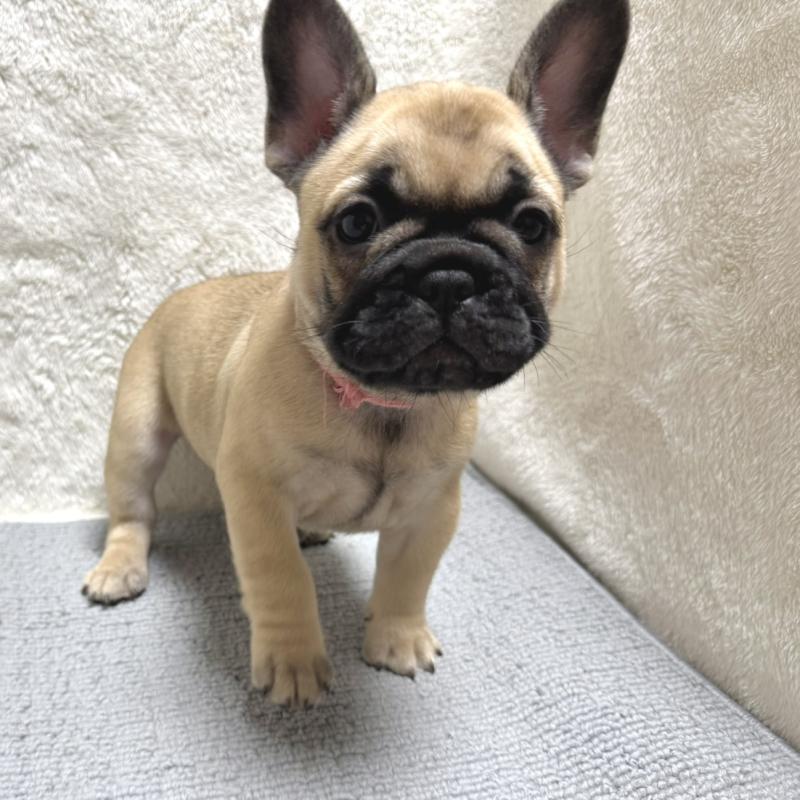 販売中の東京都のフレンチブルドッグ-429904