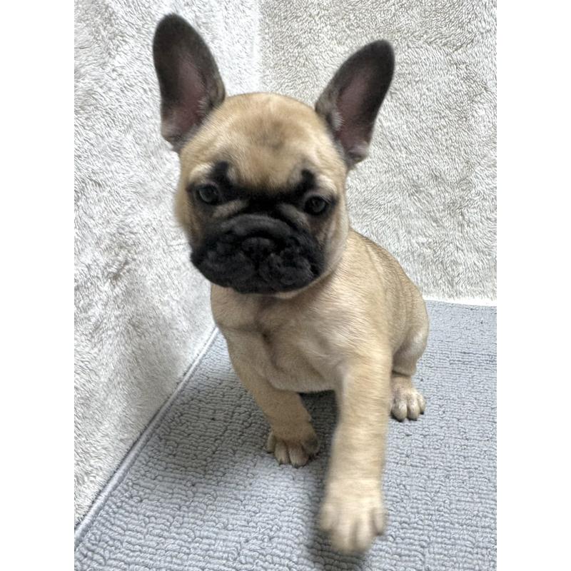 成約済の東京都のフレンチブルドッグ-429904の6枚目