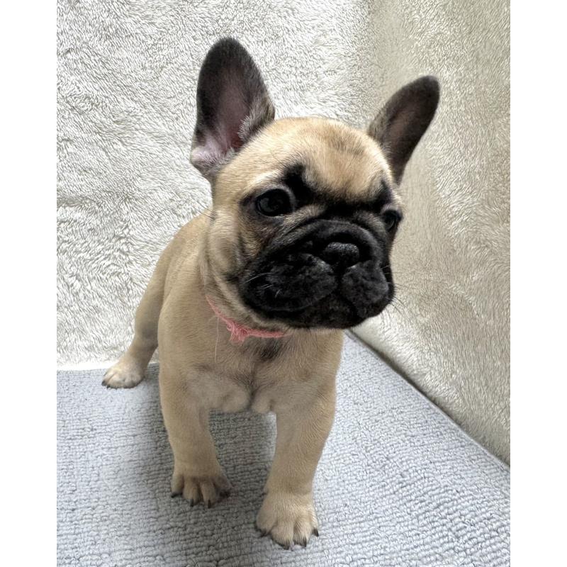 成約済の東京都のフレンチブルドッグ-429904の5枚目