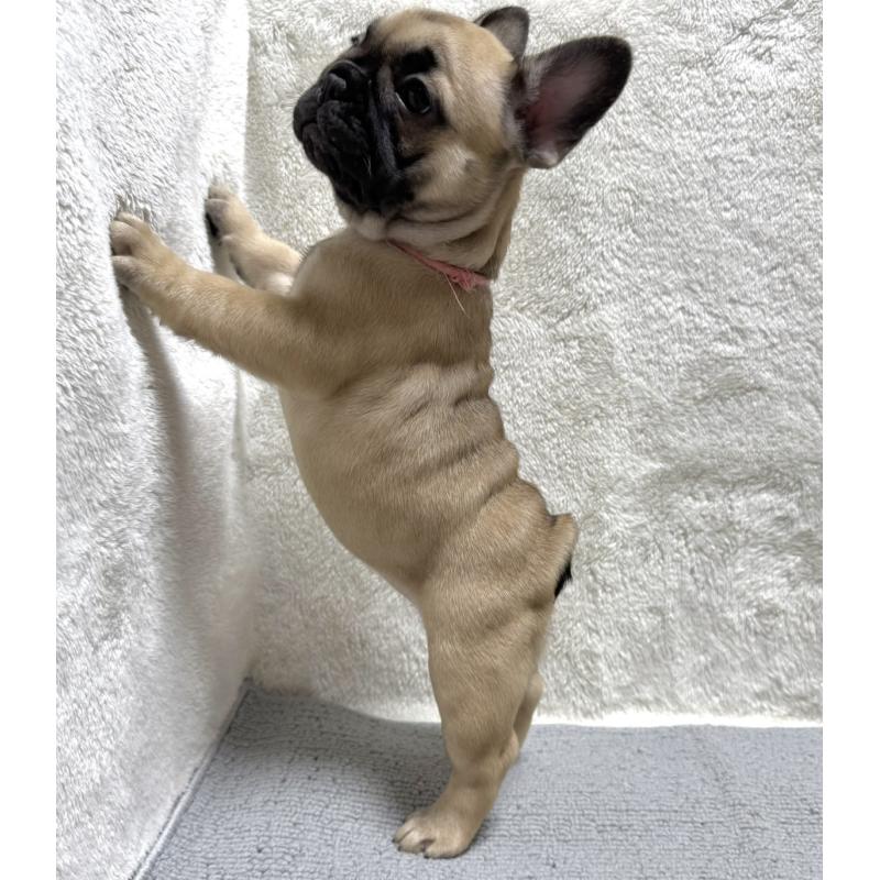 成約済の東京都のフレンチブルドッグ-429904の4枚目