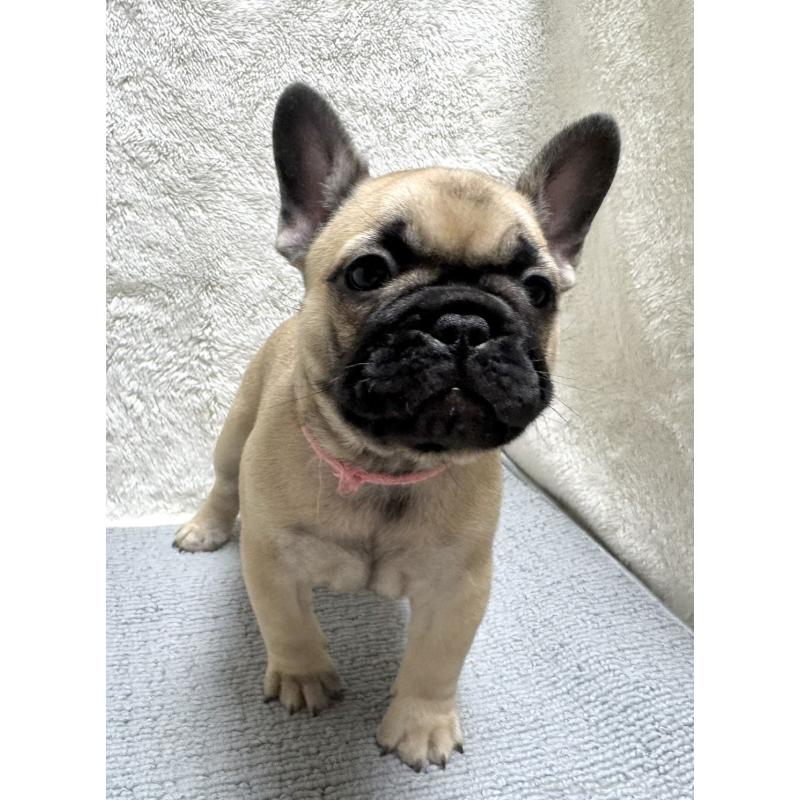 成約済の東京都のフレンチブルドッグ-429904の3枚目