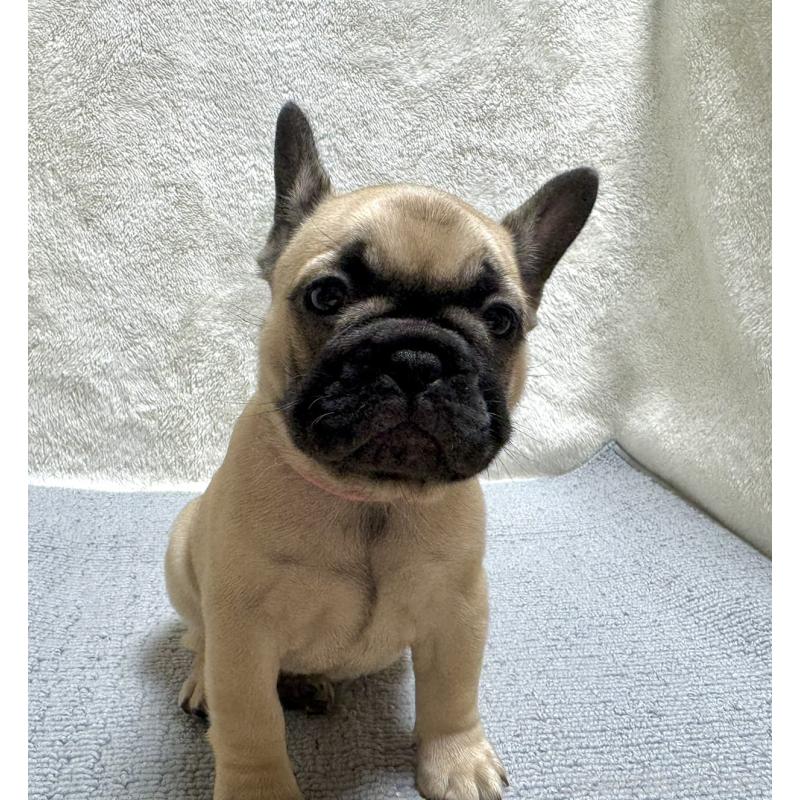 成約済の東京都のフレンチブルドッグ-429904の2枚目