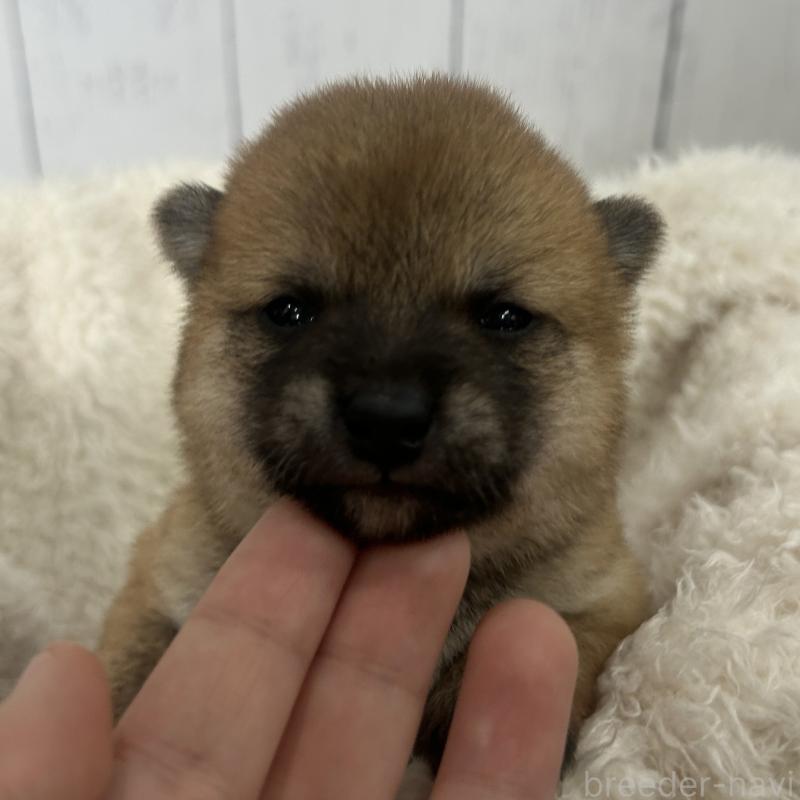 販売中の鹿児島県の豆柴-432162の1枚目