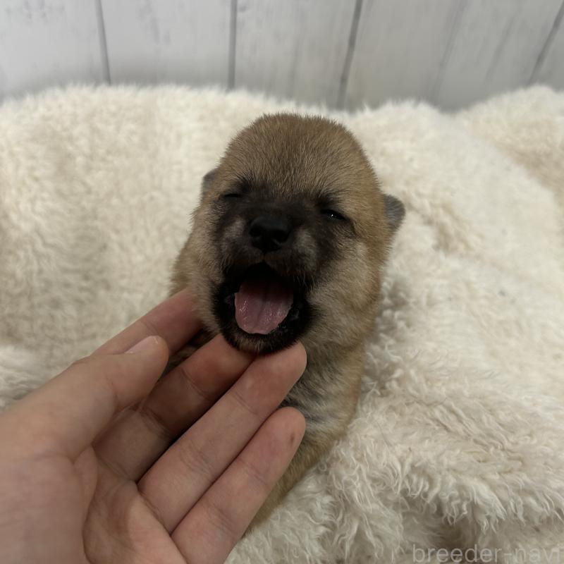 販売中の鹿児島県の豆柴-432162の3枚目