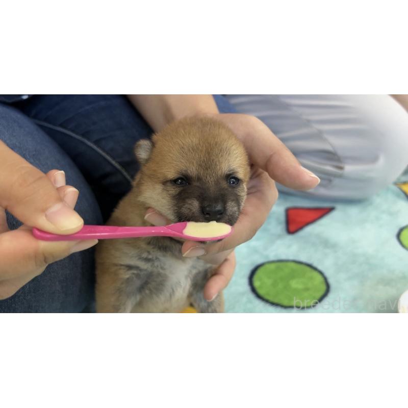 販売中の鹿児島県の豆柴-432162の2枚目